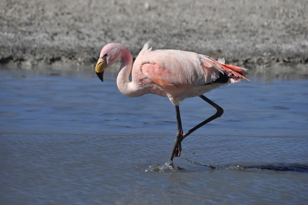 flamingos-possuem-pes-com-membranas-aumentam-area-de-contato
